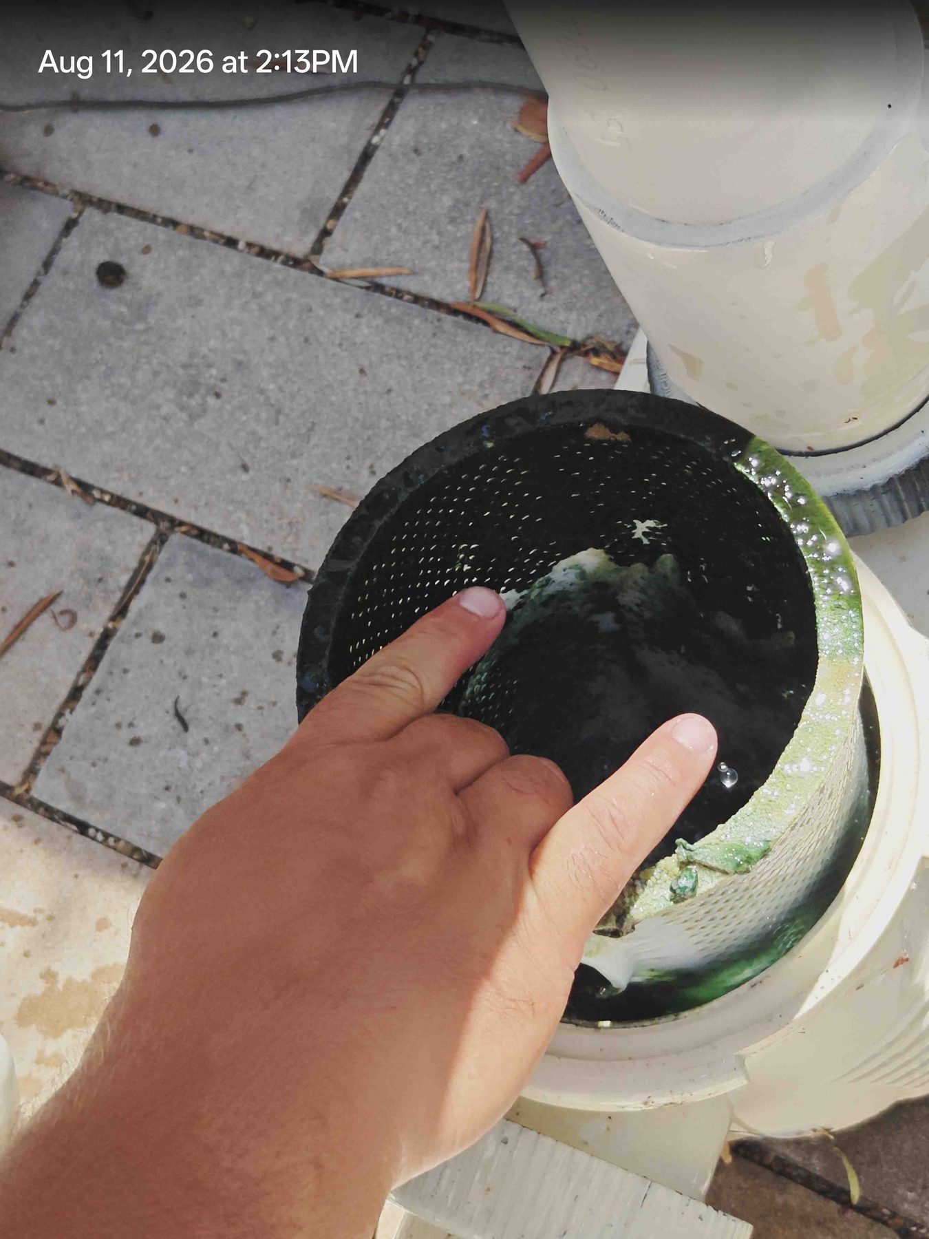 Algae in pump baskets