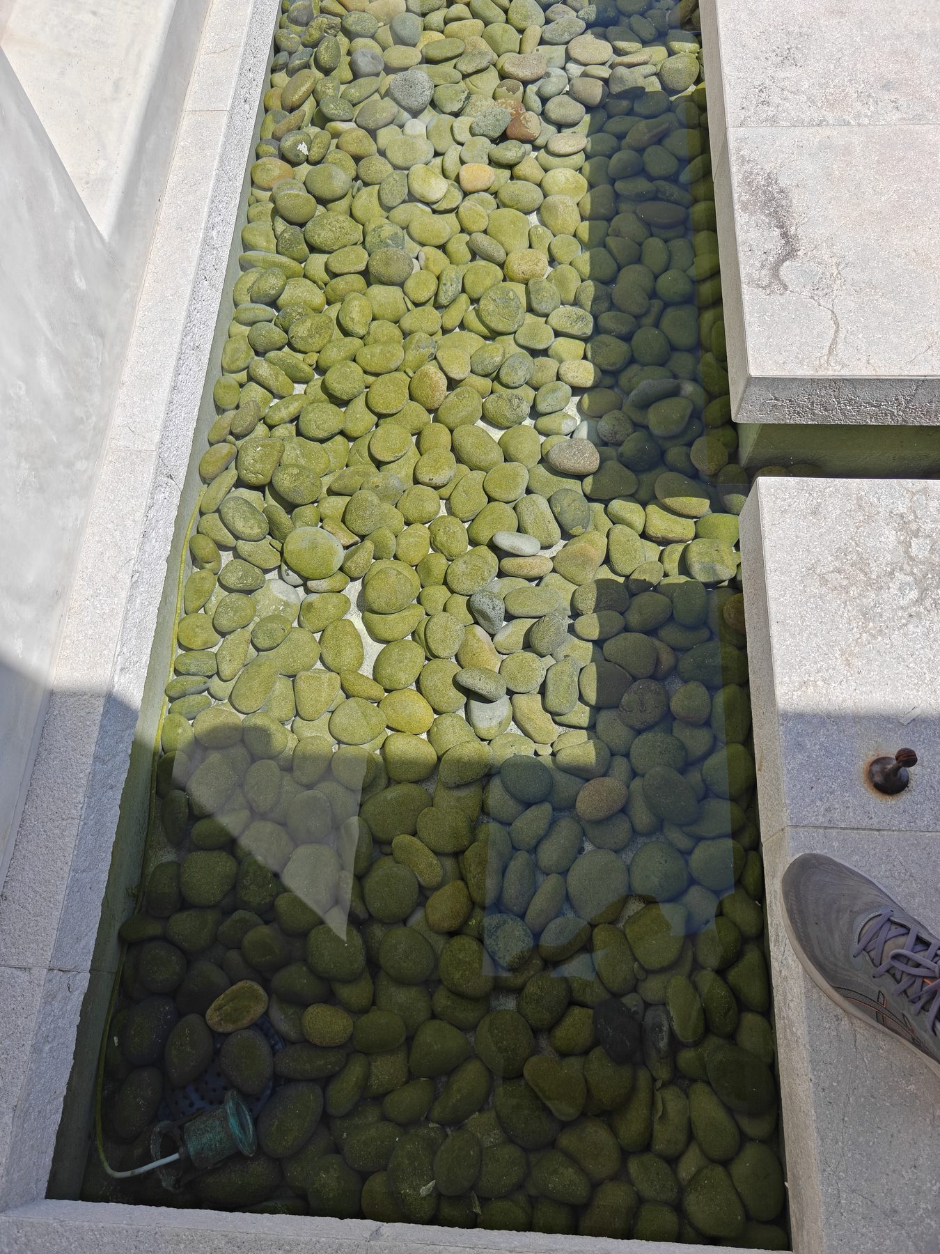 Front tiered fountain algae