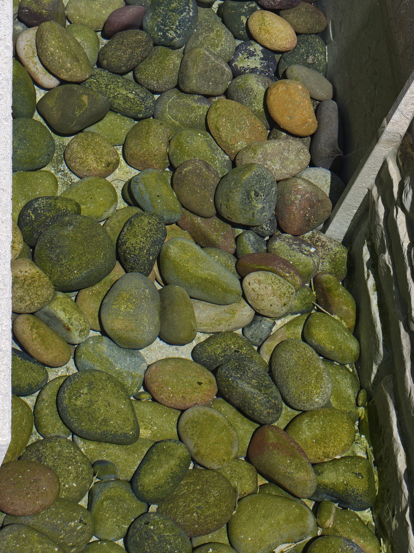 Closer view of algae on the front tiered fountain stone